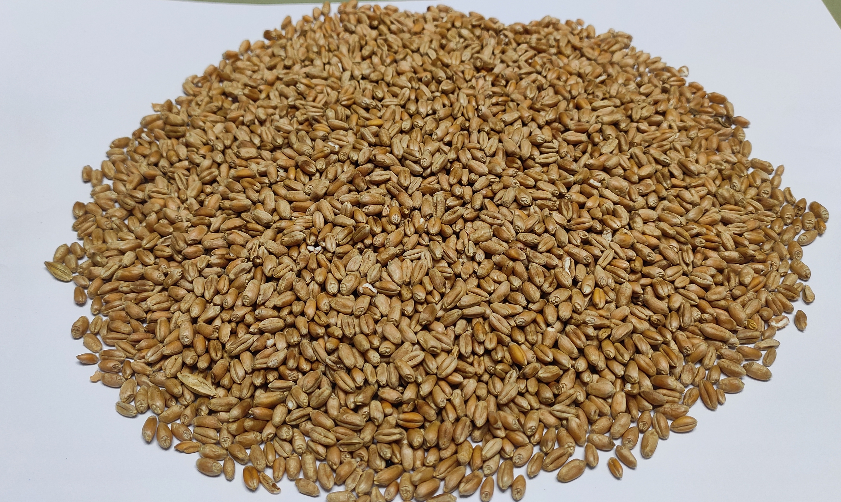 Animal Feed