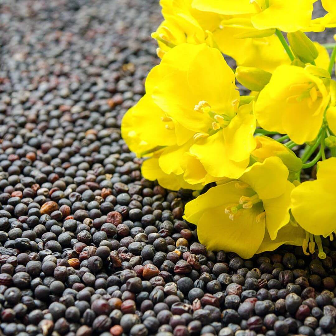 Canola Seed